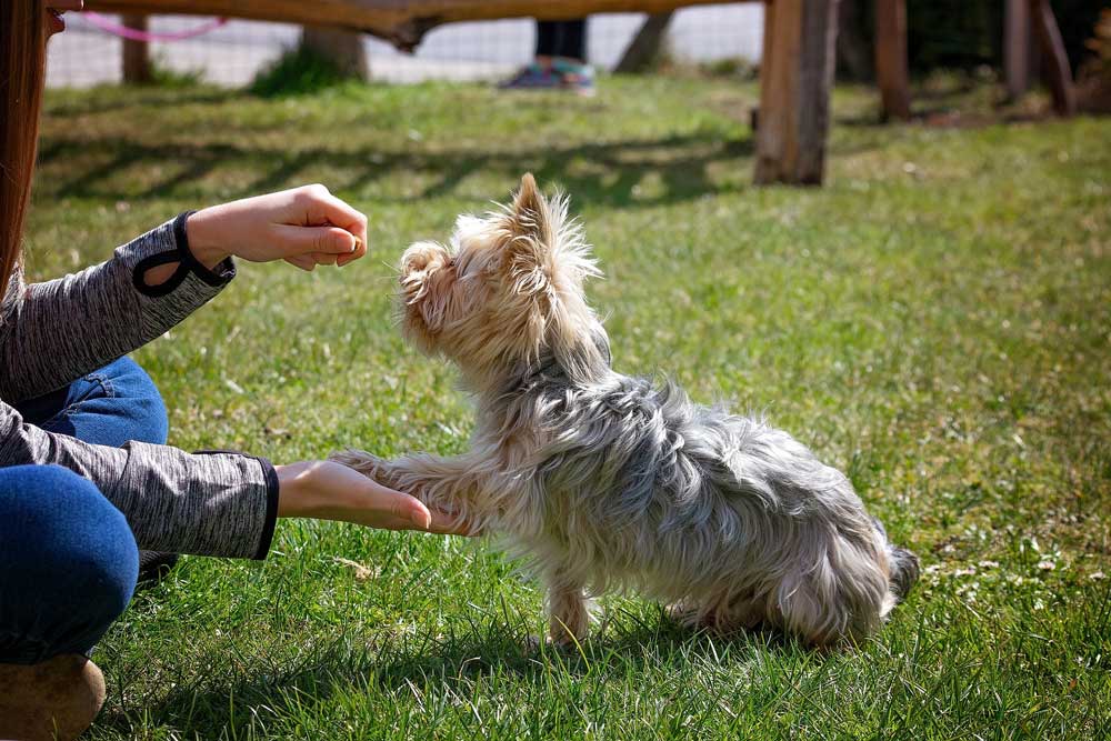 Puppy Training